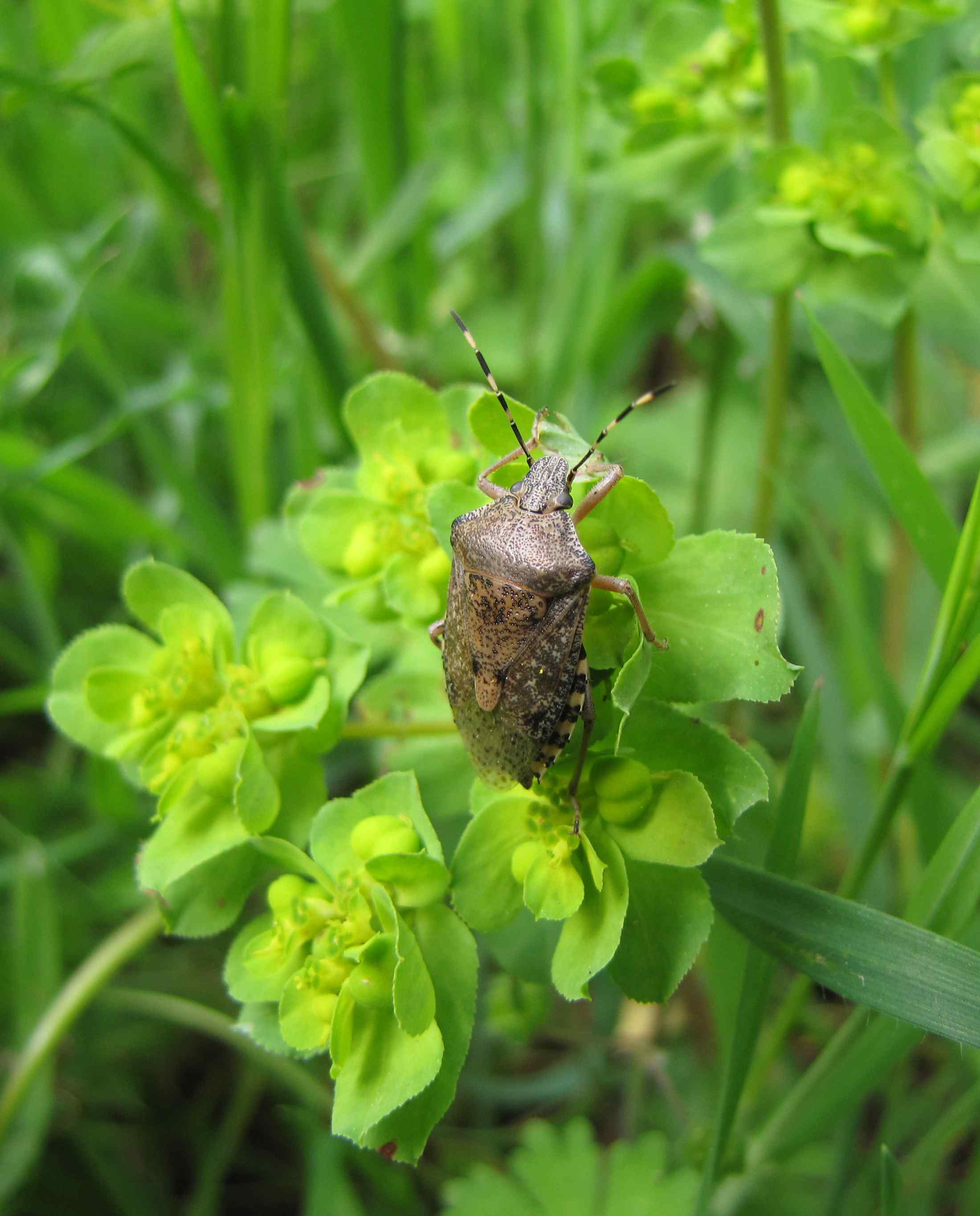 insetto marrone su Euphorbia: Rhaphigaster nebulosa